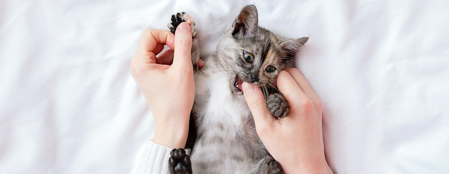 Why Do Cats Bite & How To Stop Your Cat Biting You | Purina
